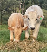 Chianina Bull Calf and Chianina X Charolias - same age