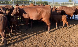 35  Santa Gertrudis Cows & Calves