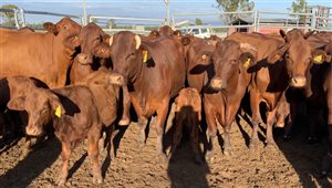 35  Santa Gertrudis Cows & Calves