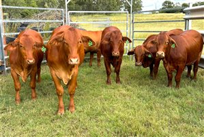 6  Droughtmaster Heifers
