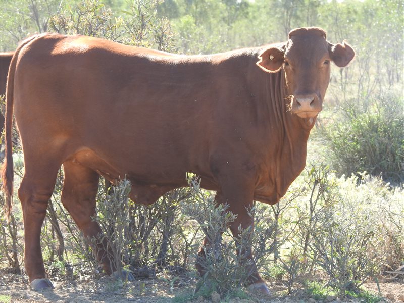 180 PTIC Santa Gertrudis Heifers Listing Cattlesales