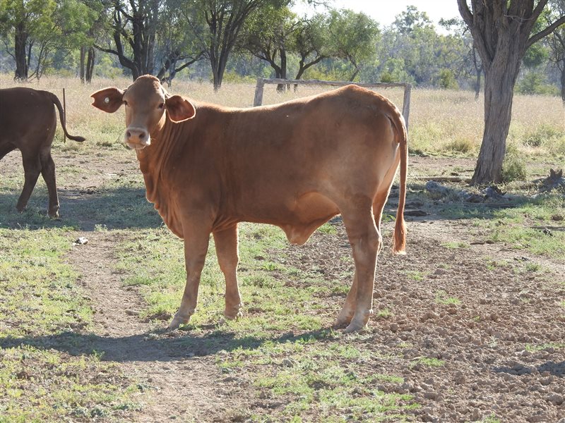 180 PTIC Santa Gertrudis Heifers | Listing | Cattlesales