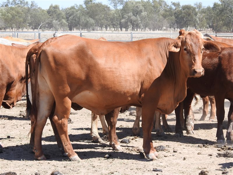 66  Droughtmaster X Composite
 Cows