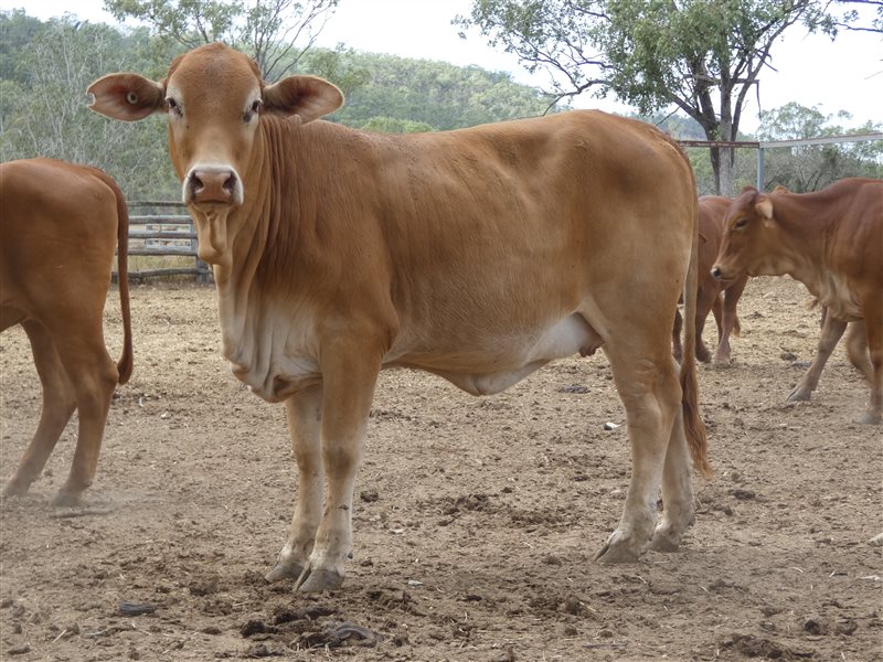 156  Brahman X Droughtmaster Heifers