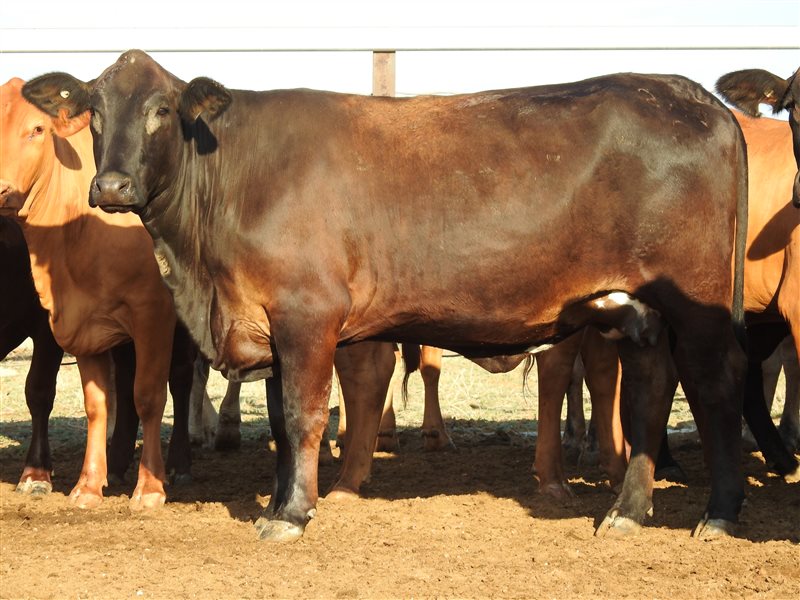 25  Droughtmaster X Angus Heifers