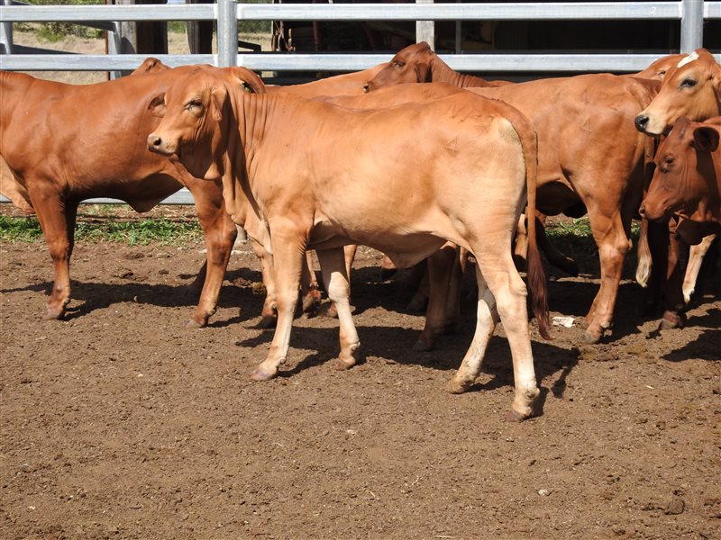 60  Droughtmaster Heifers