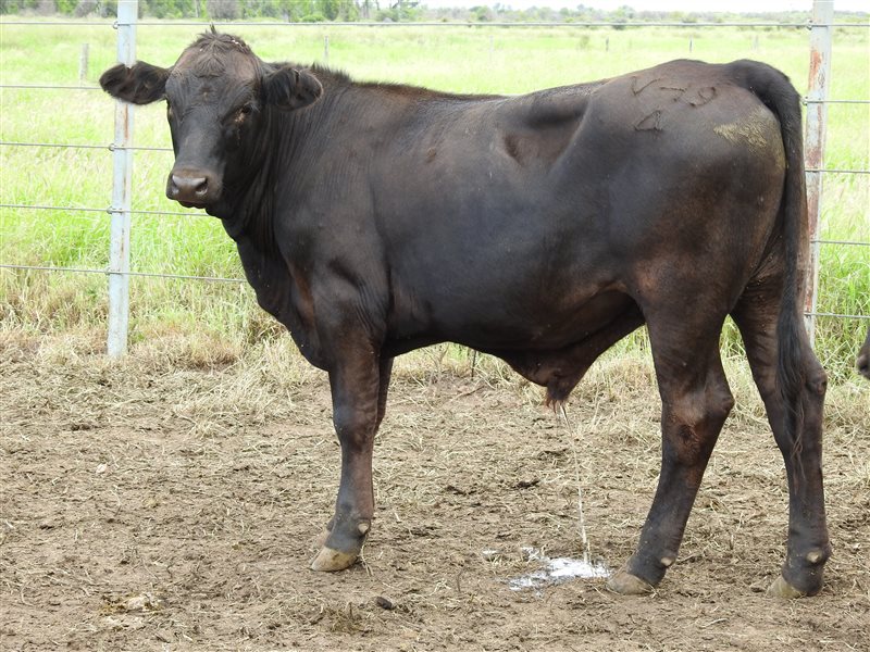 136 EU  Angus X Droughtmaster Weaners