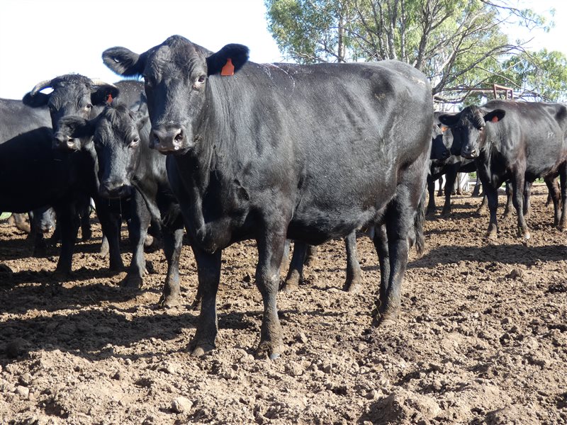 81  Wagyu Cows & Calves