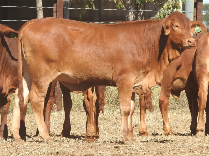 95 EU PCAS MSA  Droughtmaster Heifers
