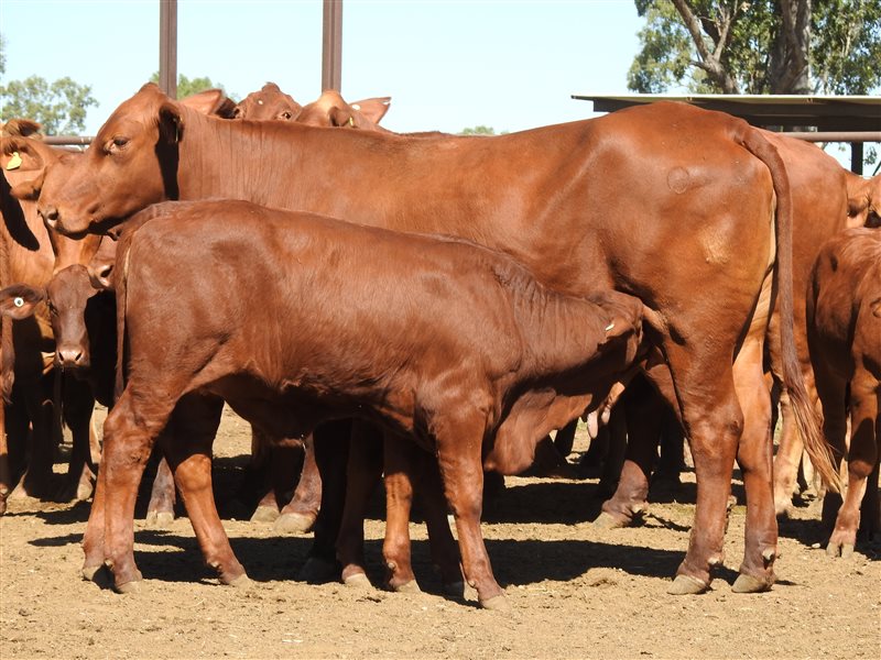 32  Droughtmaster Cows & Calves