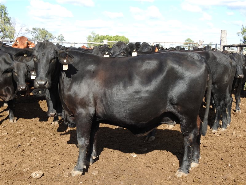235  Angus X Composite
 Cows