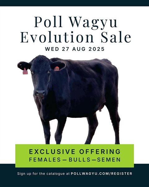 35  Wagyu Bulls