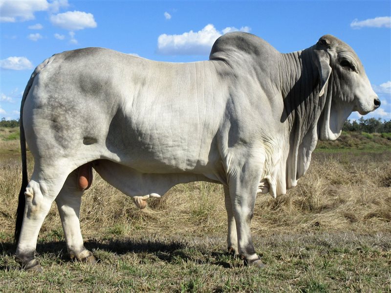 Karmoo Brahmans Annual Bull and Female Sale