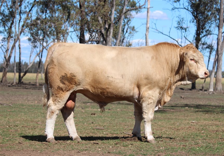 Meldon Park Simmental Bull Sale 2025
