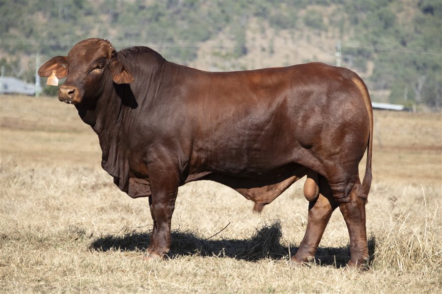 44  Brahman X Simmental Bulls