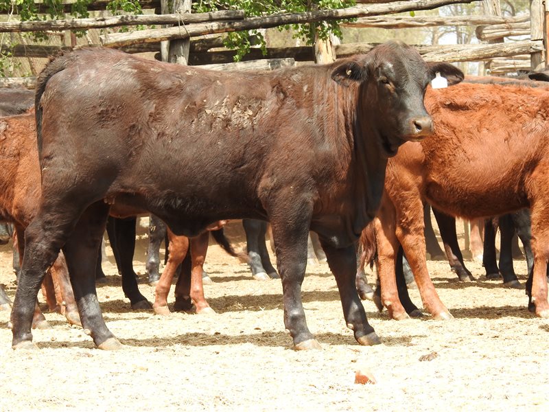144 EU PCAS MSA  Angus X Brangus Weaners