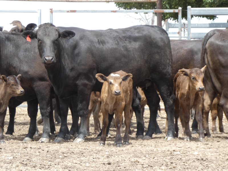 12 Wagyu X Angus Cows & Calves