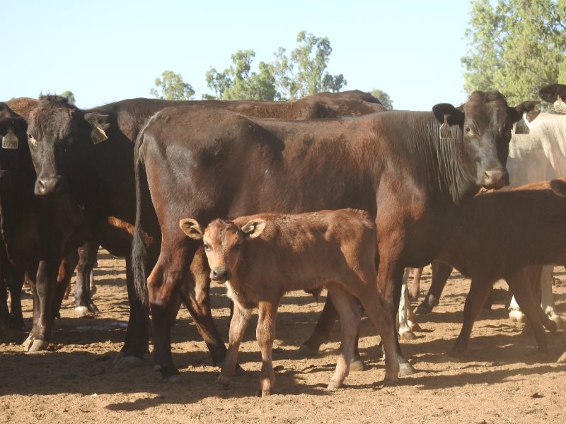 195 NSM Wagyu X Cows & 128 Calves