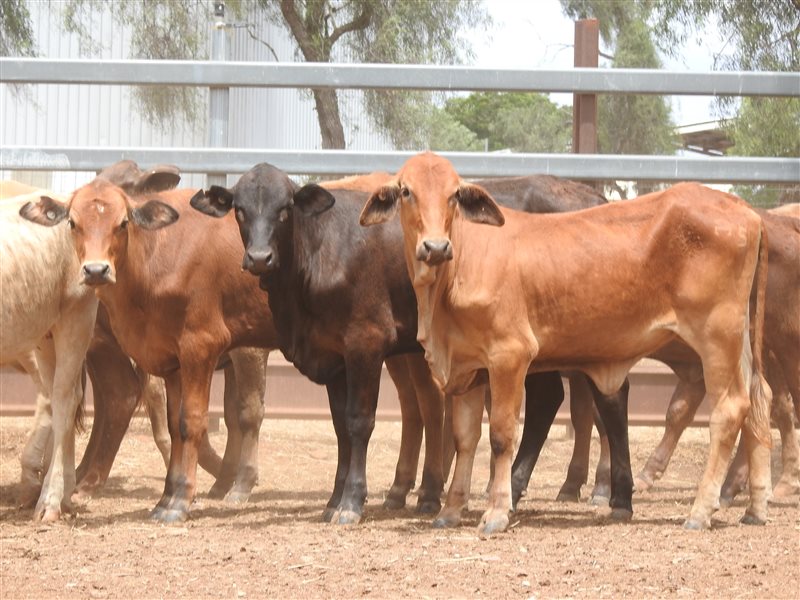 132  Angus X Brahman Heifers