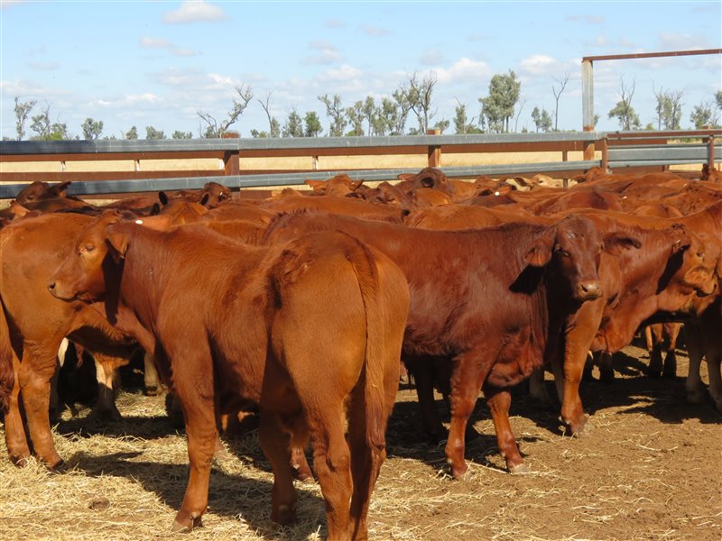 152 PCAS  Droughtmaster Steers