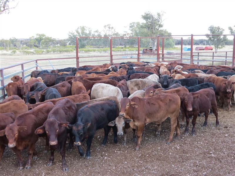 152 EU Organic  Brangus X Charbray Steers
