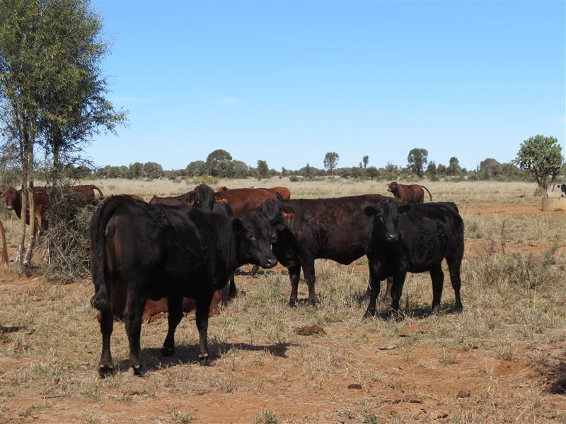 84 EU Organic  Brangus X Brahman Heifers