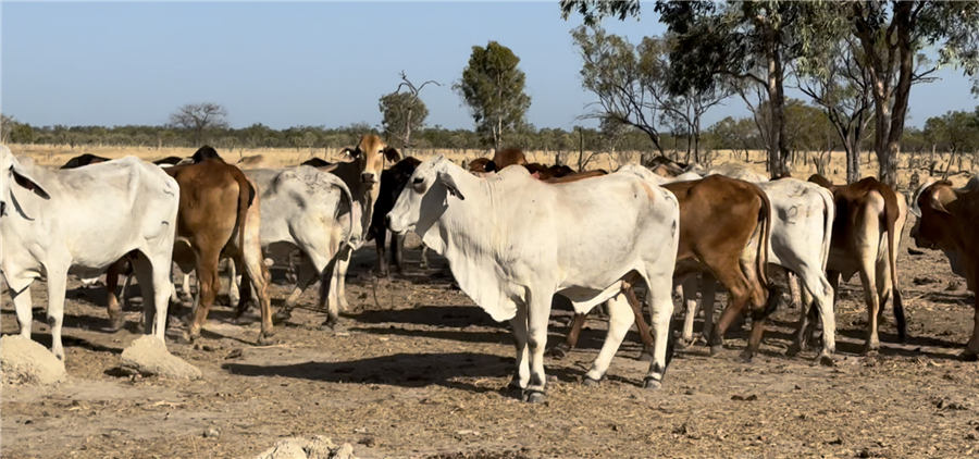 132  Brahman Cows