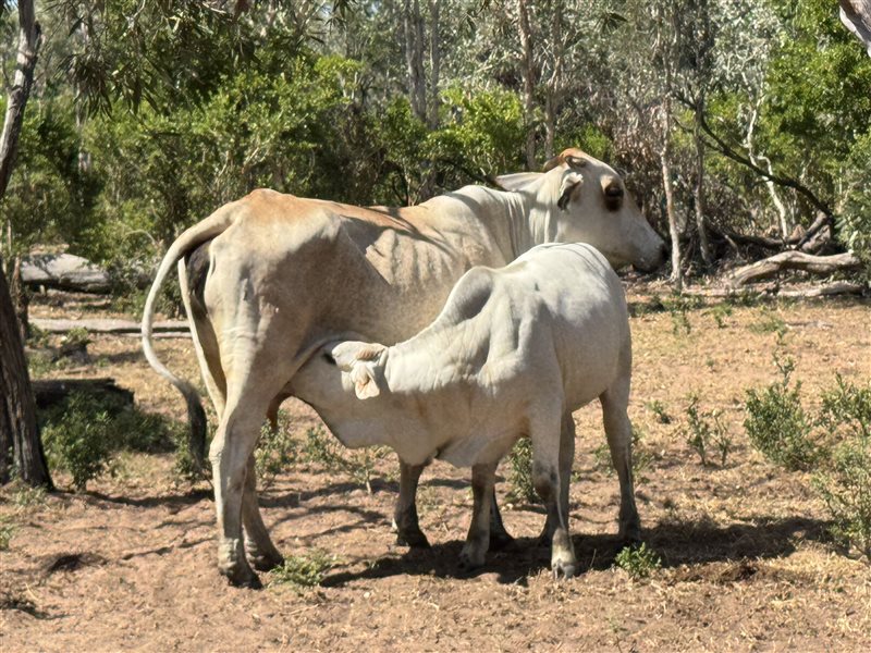 220  Brahman Cows & Calves