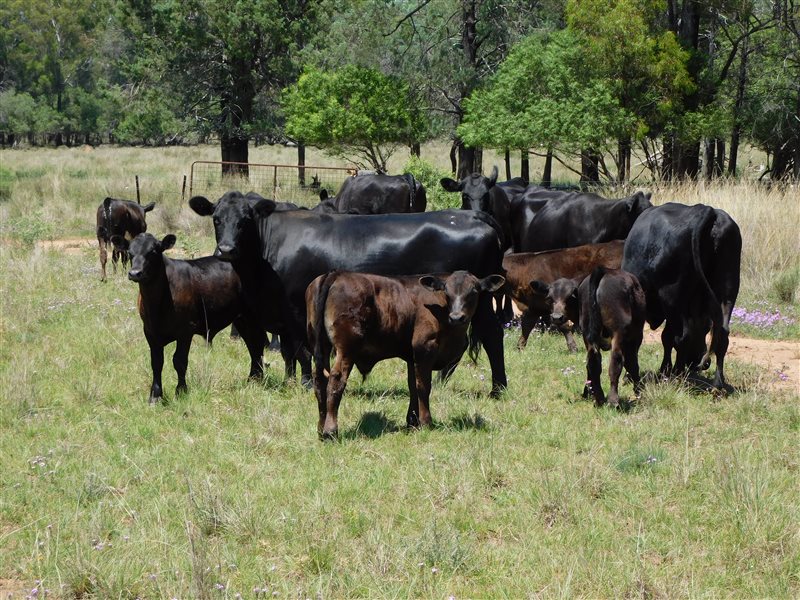 55  Angus X Composite
 Cows & Calves