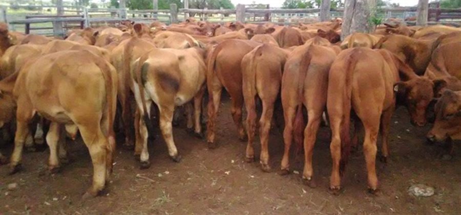102 EU  Droughtmaster X Limousin Steers
