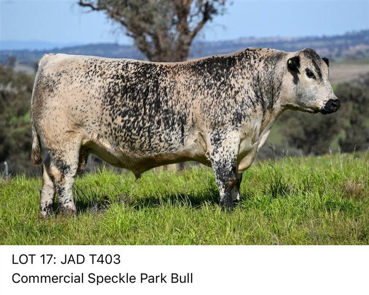 38  Speckle Park Bulls