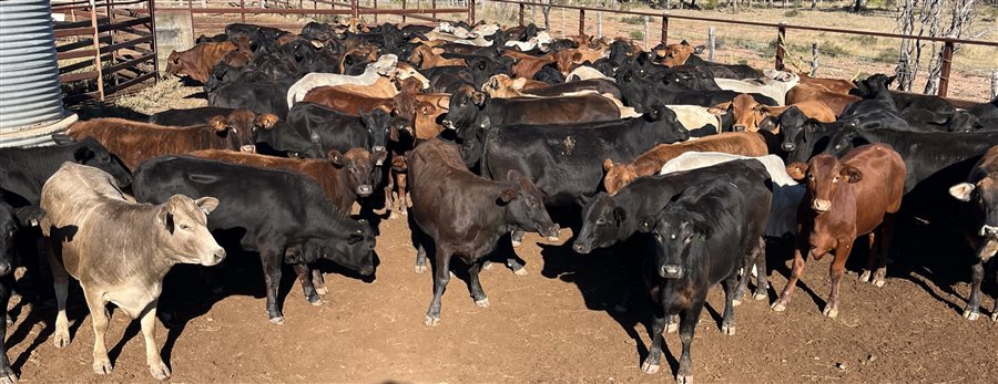 129 Organic  Angus X Brahman Heifers