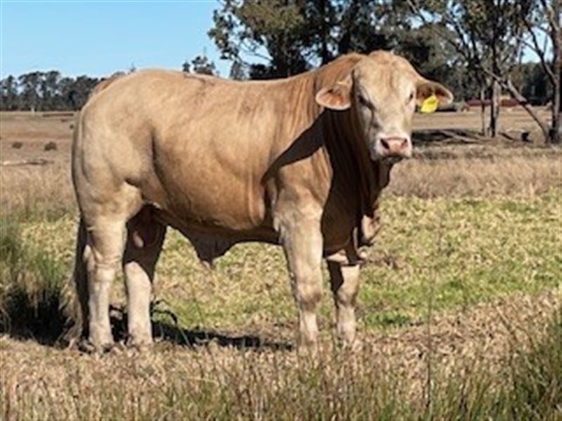 15  Charbray Bulls