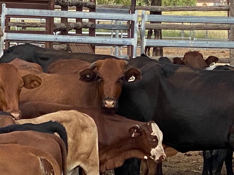 61 Santa Gertrudis X Cows & Calves | Listing | Cattlesales