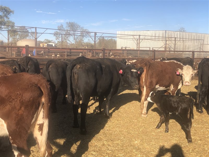 169 Ptic Hereford X Angus Cows Listing Cattlesales