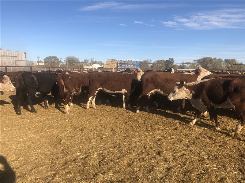 169 Ptic Hereford X Angus Cows Listing Cattlesales