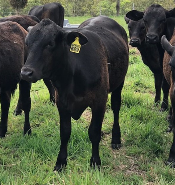 21 Ultrablack Heifers Listing Cattlesales