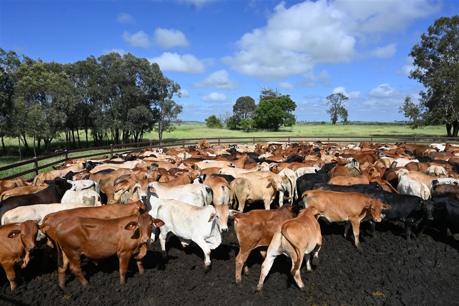 600 EU PCAS  Droughtmaster X Charolais Steers