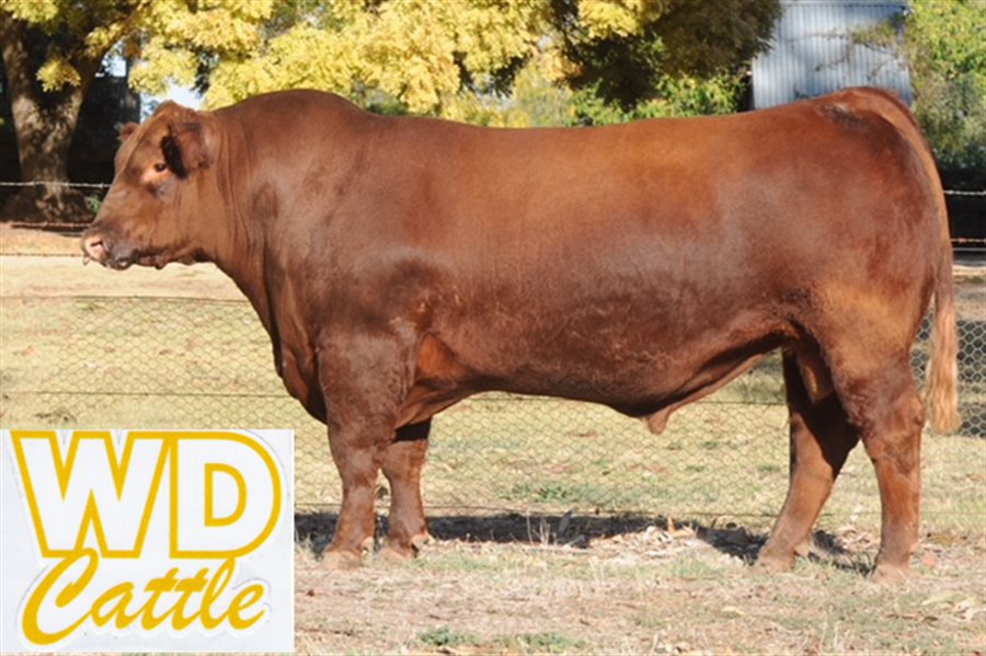 Search for Cattle Buy Cattlesales