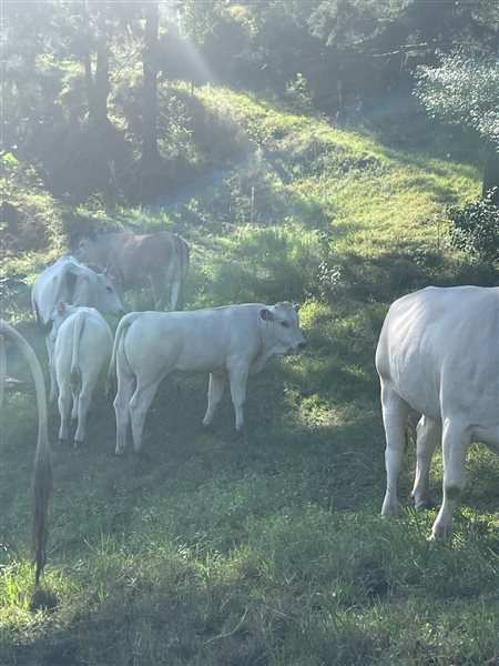 Chianina weaner bull calves