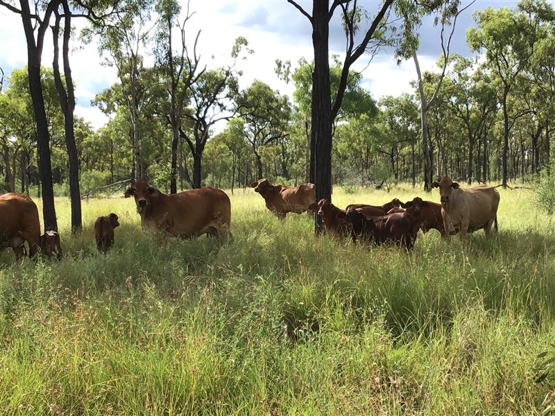 140 Droughtmaster X Santa Gertrudis Cows & Calves | Listing | Cattlesales