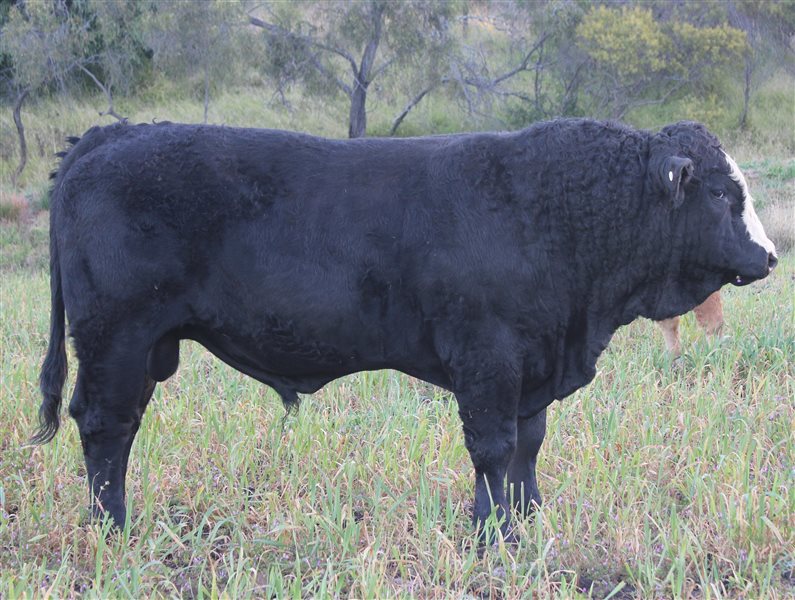 5 Simmental Bulls | Listing | Cattlesales