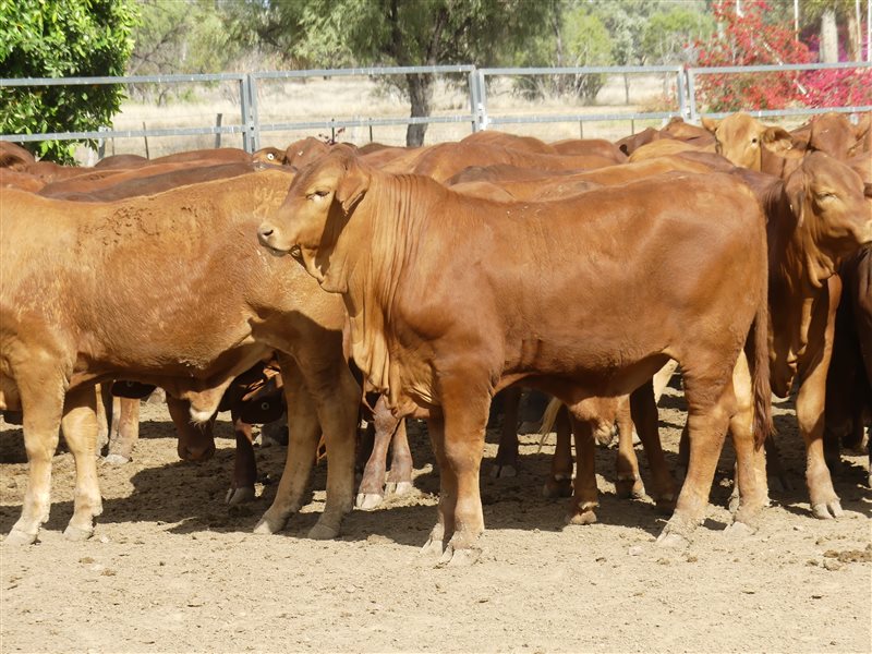 270  Droughtmaster Weaners