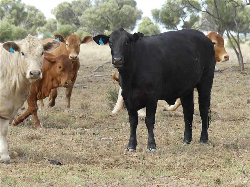 110  Charolais X Droughtmaster Heifers