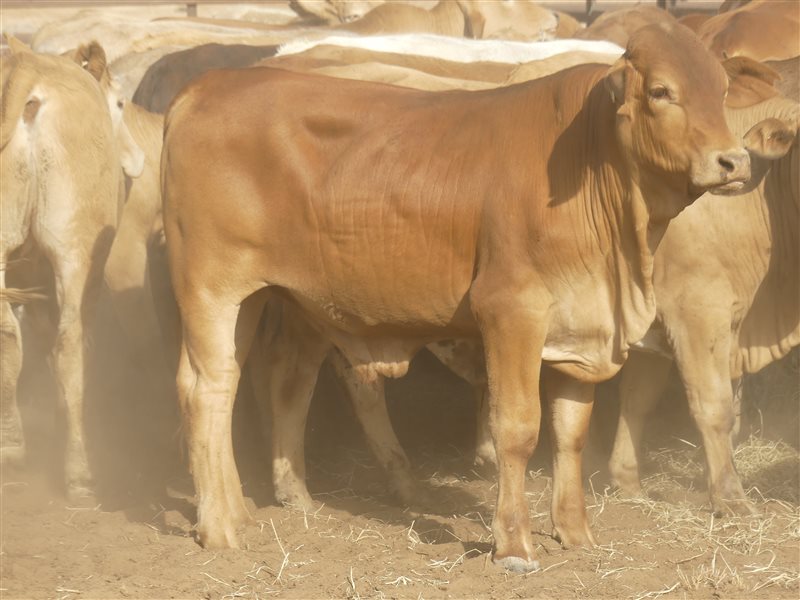 124  Charolais X Droughtmaster Steers