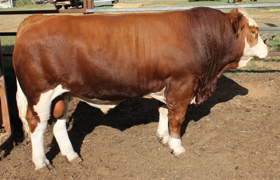 14  Simmental Bulls