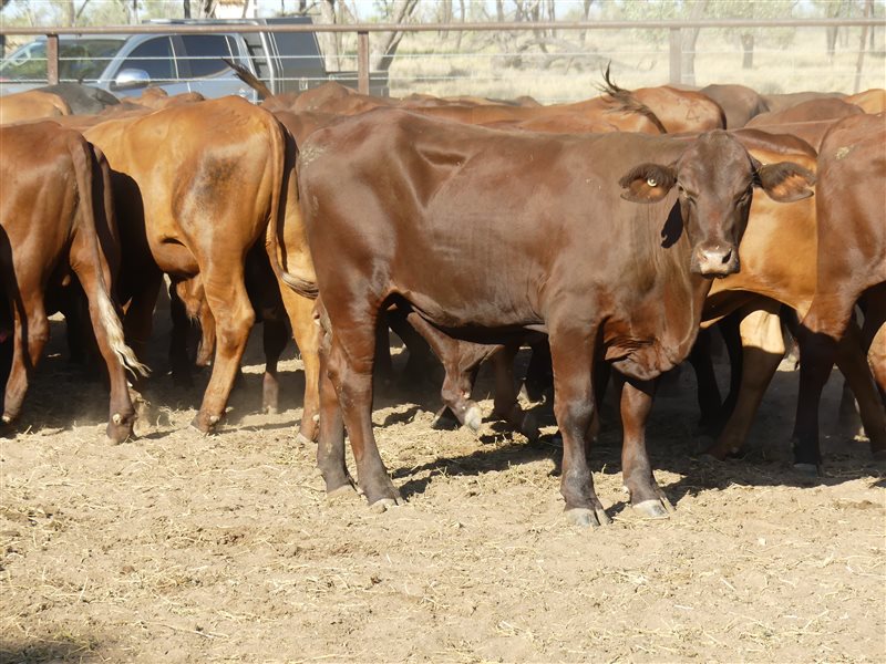 102  Santa Gertrudis Steers