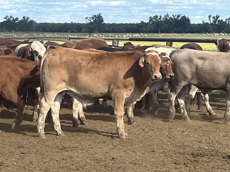 110  Simmental X Hereford Steers