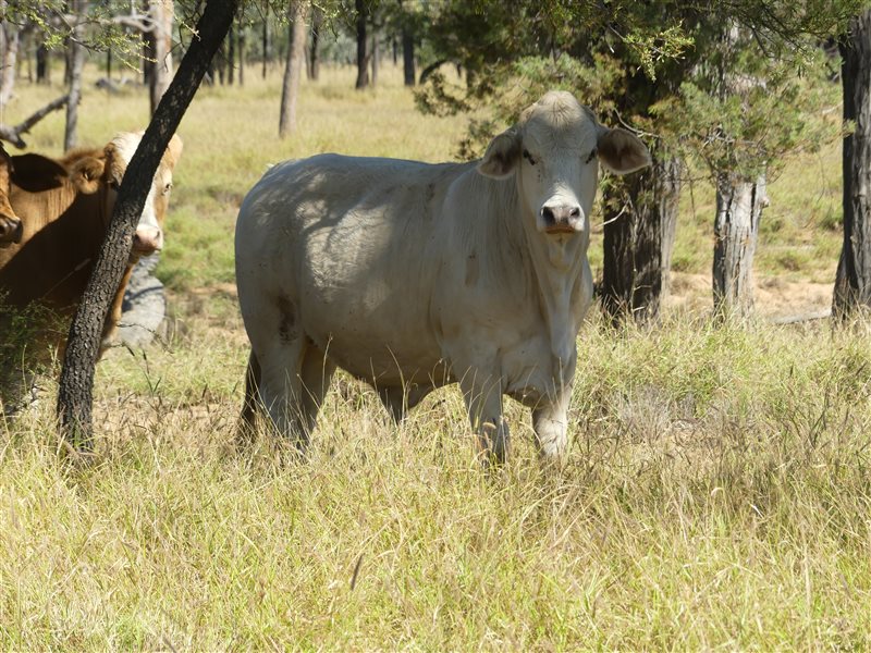 300  Charolais X Droughtmaster Steers