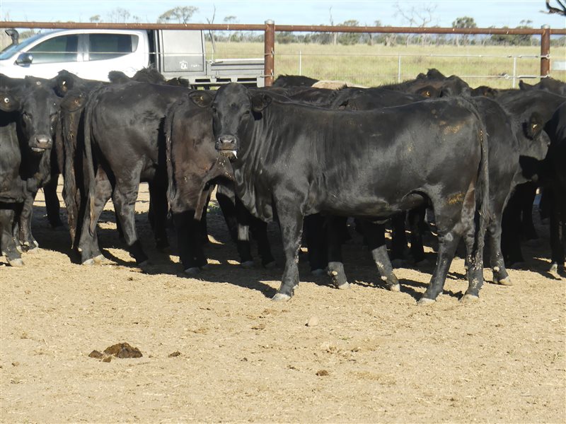 63  Angus X Ultrablack Weaners